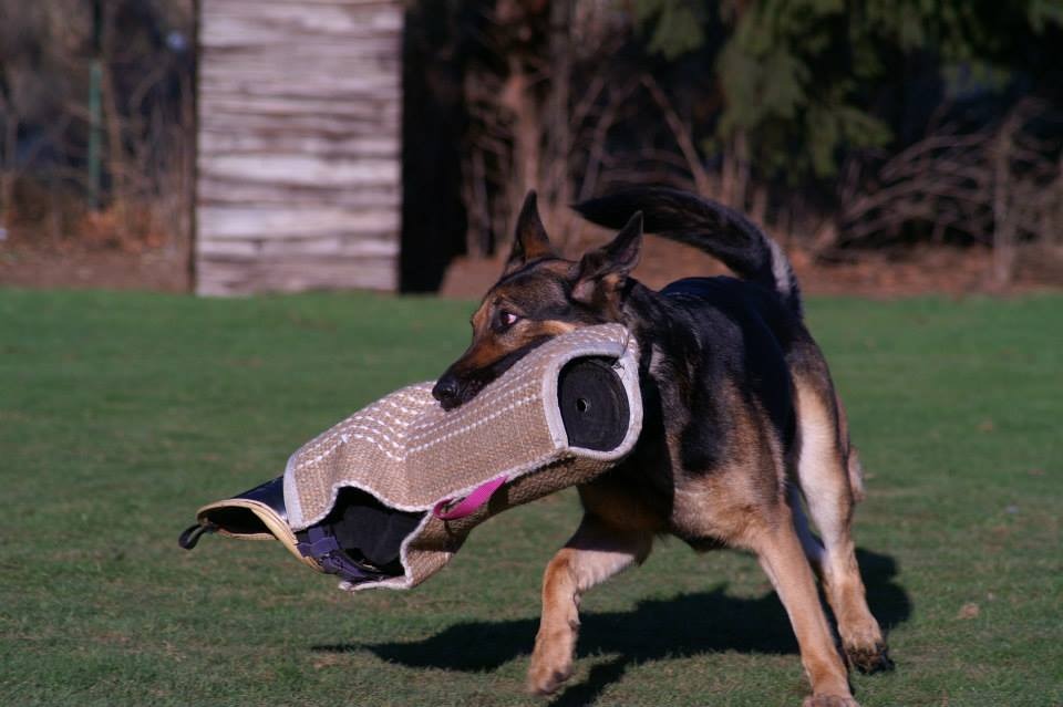Ein Schäferhund bei der Arbeit im Schutzdienst
