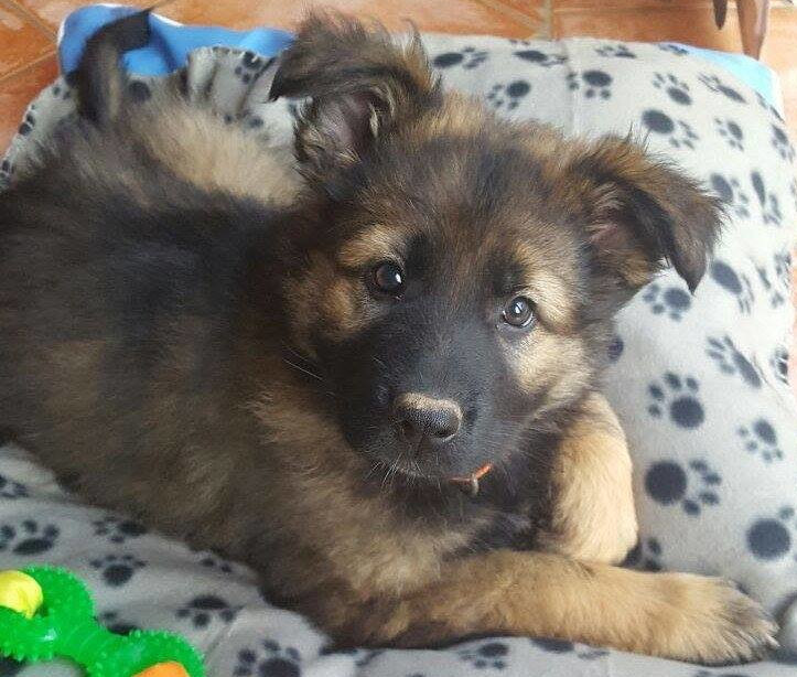 Welpen von der Kölner Bucht